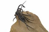 Magnificent, Alien-Looking Dicranurus Trilobite - Atchana, Morocco #339625-2